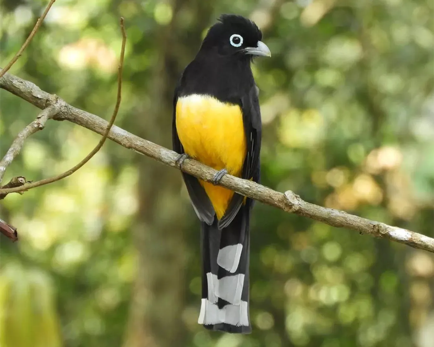 A black and yellow bird.