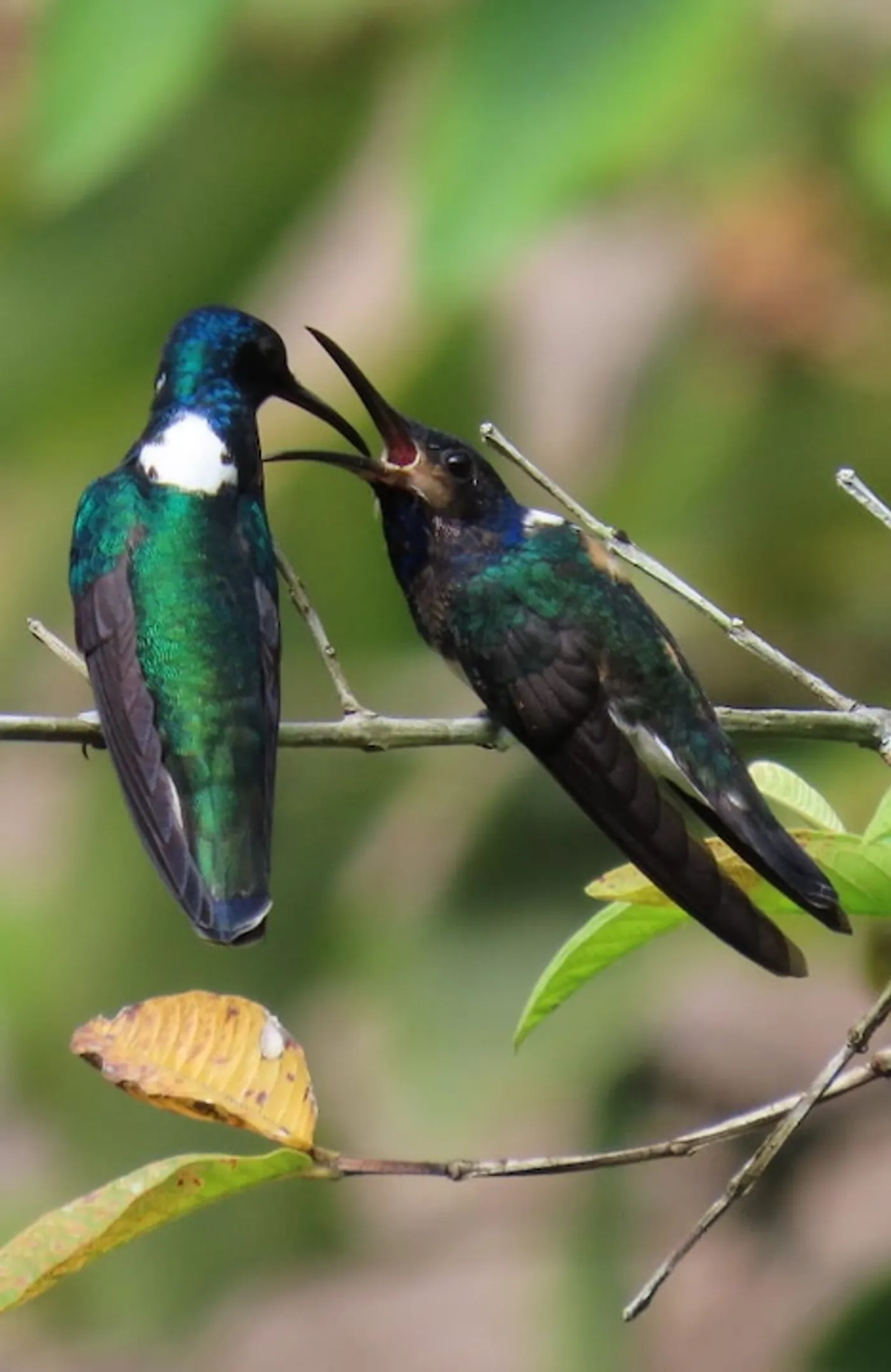 White-necked jacobin hummingbird mother feeding her baby.