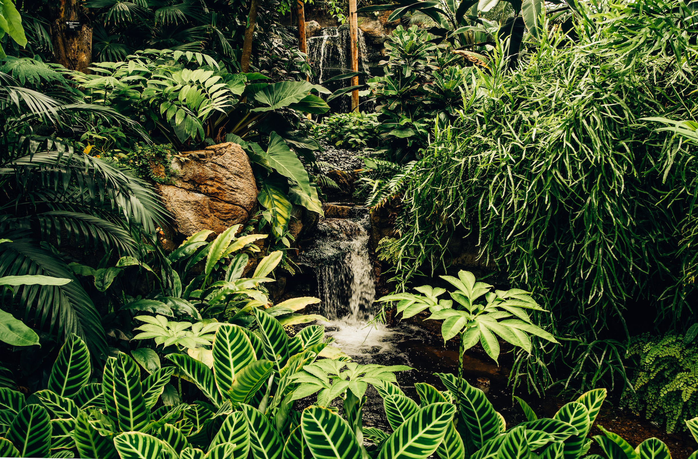 Rainforest background